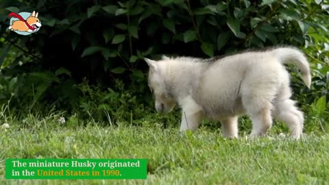 Miniature Husky- Your Guide to The Tinier Version of A Siberian Husky