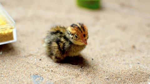 Chick is lonely after emerging from the egg