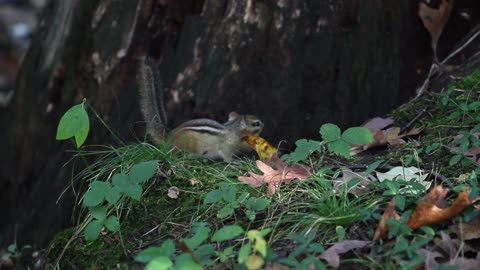 The chipmunk is arranging the necessary food for its children