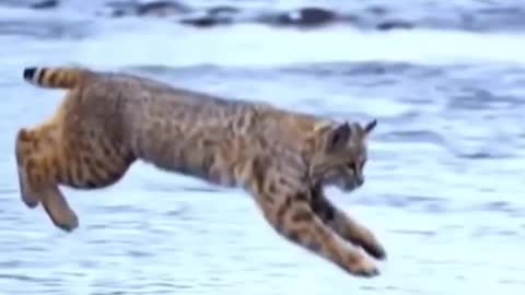 Tiger Pub Jump Viral Animals Video