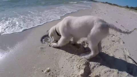 Puppy furious after ocean water destroys his sandcastle