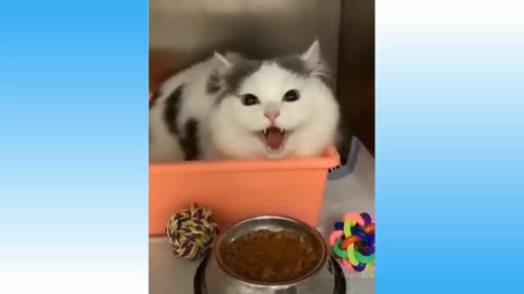 Best funny cat videos that will make you augh all day long