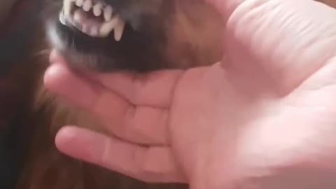 Angry Dog with Funny Sounds II You Must See it