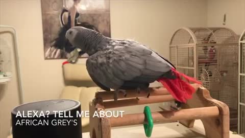 AFRICAN GREY,,Smartest parrot ever. Petra the home automation expert, african grey