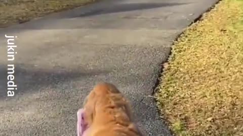 Dog carries girl's backpack off the bus every day after school