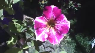 Beautiful red petunias with white stripes in the flower shop, special flowers! [Nature & Animals]