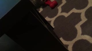 Dog lays on grey carpet with red bone