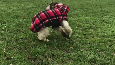 Dog Spins While Chasing Their Tail
