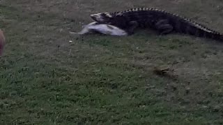 Gator Grabs the Goods