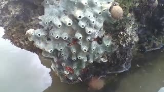 Lindo coral é visto na pedra do mar, olha os detalhes nele [Nature & Animals]