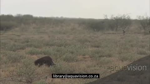 African Wild Dogs harass Honey Badger on the African Savannah - HD Stock Footage_Cut.mp4