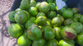 Green Star Apple