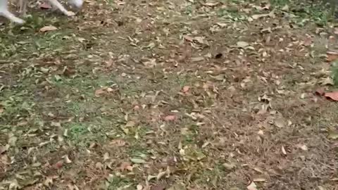 Dog enjoys popping balloons