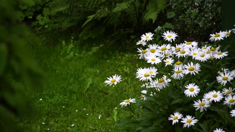 Beautiful nature video for observation