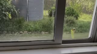 Tree Snake Stares Through Window