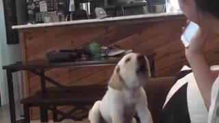 Golden puppy howling to music playing on phone