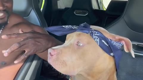 Dog Dressed up as a Gangster vibing to music (Hilarious video)