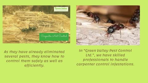 Enjoy The Best Carpenter Ant Control Service Ever: Call Us!