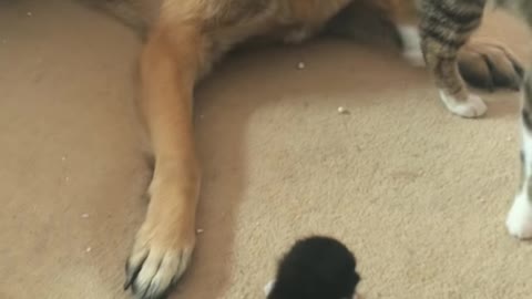 German shepherd frightened by 2 week old kittens