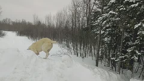 Central Asian shepherd in Michigan