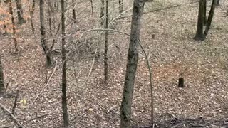 Button buck interested in decoy