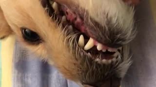 Dogs mouth moving and making noises