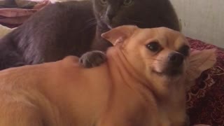 The cat almost killed the dog!
