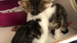 Kitten Kisses