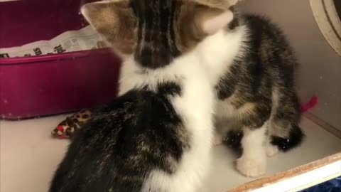 Kitten Kisses