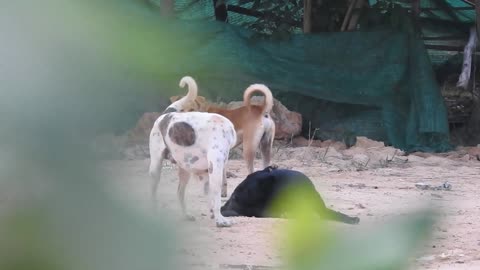 Cool Time For Black Labrador Retriever Vs German Shepherd Dog Near Sambur.....