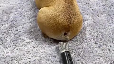 Dog Farts in Microphone AND GETS SCARED!! Watch The REACTION!!