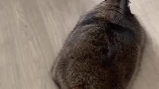 Raccoon Races the Vacuum Robot