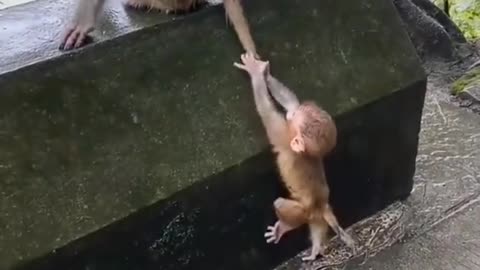 Monkey Kid Trying To Climb a Wall, But See What happened