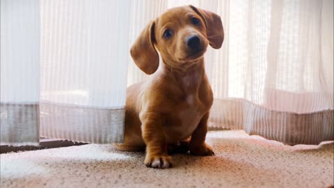 Curious little caramel dog