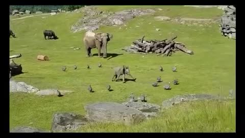 Small elephant 🐘 play with birds 🦆!! Amazing movment !!