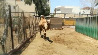 Female Camel Prefers Fresh Snacks By visitors