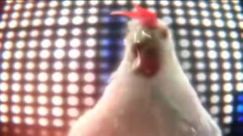 Chicken song