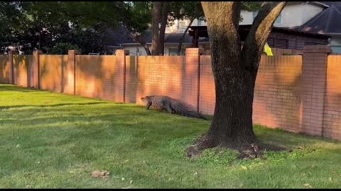 Massive 400 pound alligator found strolling through a Texas neighborhood