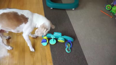 Dog vs Funny Babies Daycare Disaster! Funny Dog.