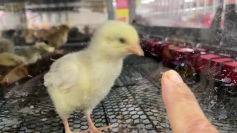 Tractor Supply Chicks Chickens Turkey Birds Animals Small Baby (03-19-2021)