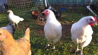 Watch how curious my chickens get at their level!