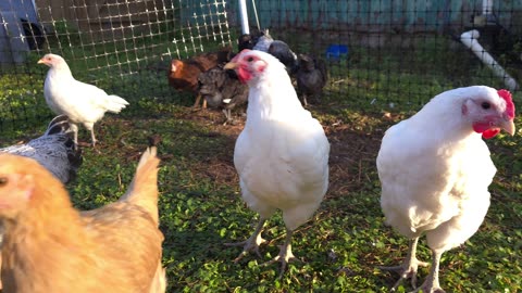 Watch how curious my chickens get at their level!