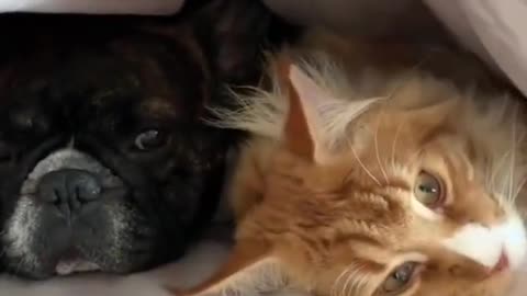 ▶ 2022 NEW ▶ French dog and cat together underblankets - DAILY 🐶 ANIMALS 😻 SHORTS