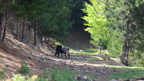 Goats playing while hitting each other