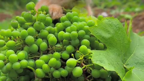 Little rabbit eats grapes