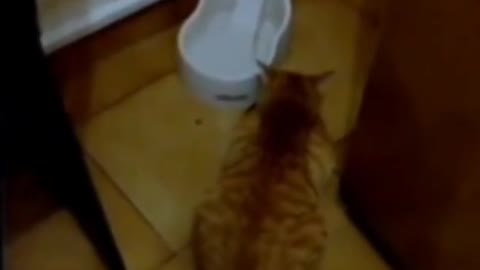 cats remarkably startled by harmless object #shorts