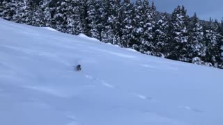 Pine Marten Chasing Bunny Through Thick Snow