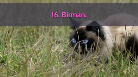 🐈 All Cat Breeds A-Z With Pictures! (all 98