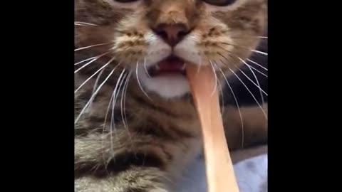 Funniest Cats - Don't try to hold back Laughter - Funny Cats Life 2022