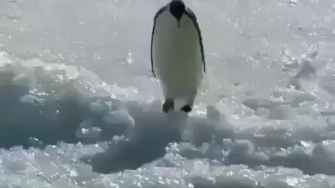 Penguin dives from an iceberg into the water